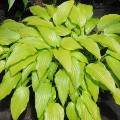 Hosta 'Geisha'